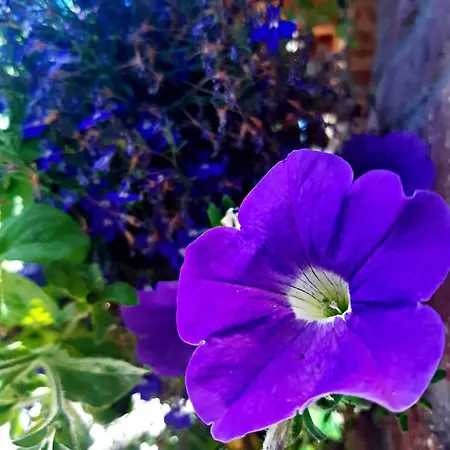 Les Terrasses De Puys דירה *